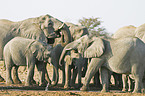 African Elephants