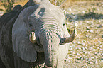 African Elephant