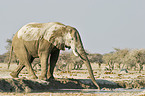 African Elephant