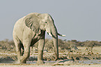 African Elephant