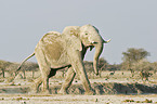 African Elephant