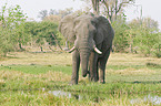 African Elephant