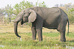 African Elephant