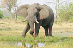 African Elephant