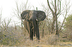 African Elephant
