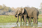 African Elephants