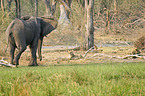 African Elephant ans lion