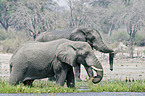 African Elephants