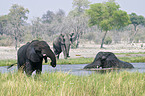 African Elephants