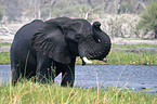 African Elephant