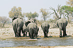 African Elephants