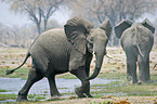 African Elephants