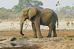 African Elephant and lion