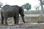 African Elephant and lions