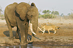 African Elephant and lion
