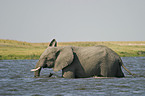 African Elephant