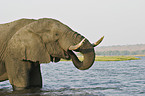drinking African Elephant
