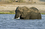 African Elephant