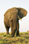 African Elephant
