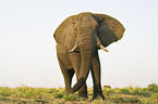 African Elephant