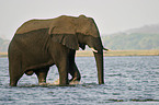 African Elephant