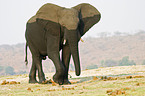 African Elephant