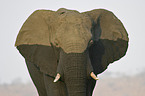 African Elephant