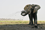 African Elephant at body care