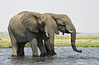 African Elephants