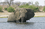 African Elephant