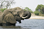 drinking African Elephant