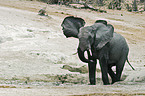 African Elephant