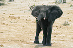 African Elephant