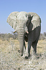 African Elephant