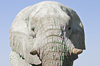 African Elephant