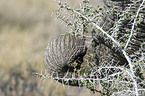 trunk