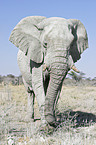 African Elephant