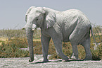 African Elephant