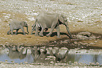 African Elephants
