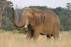 African Elephant