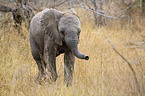 African Elephant
