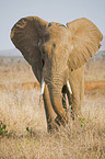 African Elephant