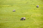 African Elephants