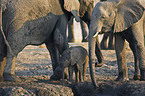 African Elephants
