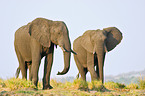 African Elephants