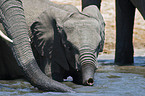 African Elephants