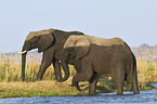 African Elephants