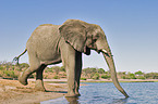 African Elephant