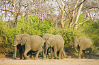 African Elephants