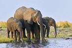 African Elephants